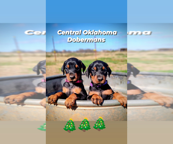 Medium Photo #1  Breeder Profile in CHICKASHA, OK, USA