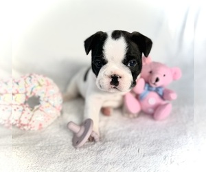 French Bulldog Dog Breeder near BROOKSVILLE, FL, USA