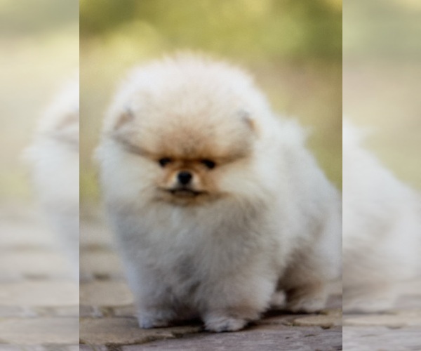 Medium Photo #1  Breeder Profile in CEDAR GROVE, NC, USA