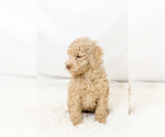Small #11 Breeder Profile image