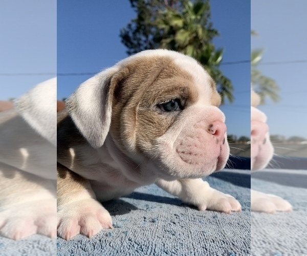 Medium Photo #3  Breeder Profile in MONTCLAIR, CA, USA