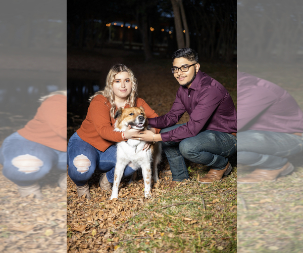 Medium Photo #1  Breeder Profile in ALLEN, TX, USA