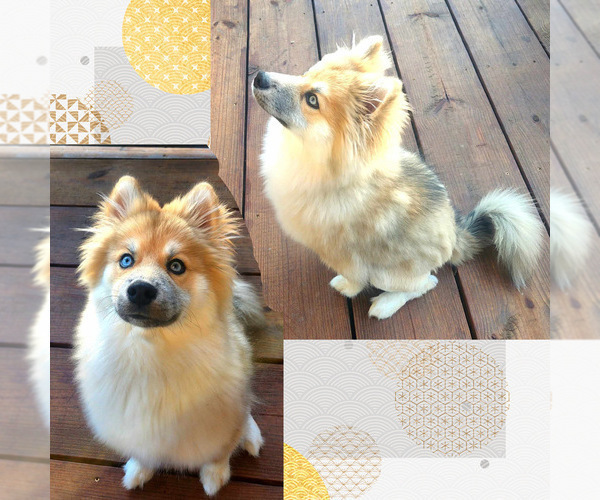 Medium Photo #7  Breeder Profile in DE SOTO, KS, USA