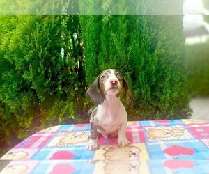Dachshund Dog Breeder in CHULA VISTA,  USA