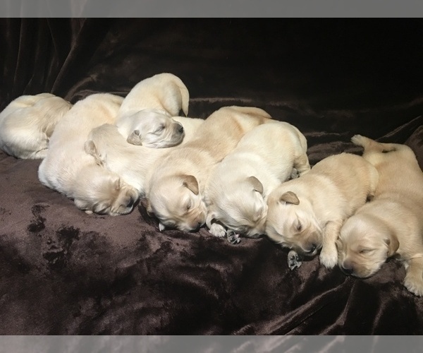 Medium Photo #1  Breeder Profile in PARK CITY, KS, USA