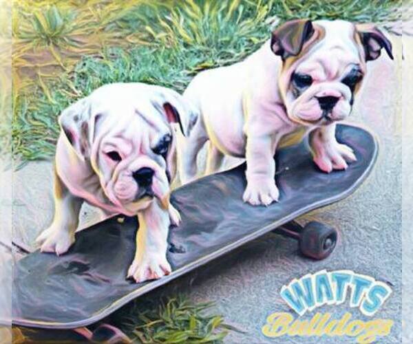 Medium Photo #1  Breeder Profile in REDDING, CA, USA