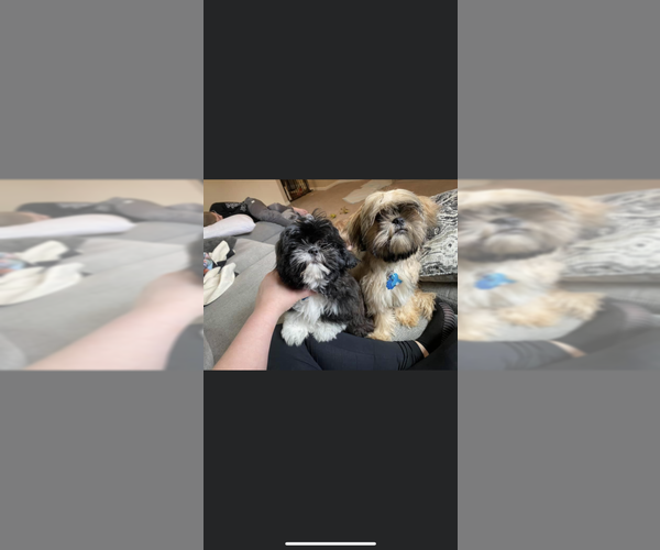 Medium Photo #1  Breeder Profile in JOHNSTOWN, PA, USA