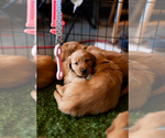 Small #41 Breeder Profile image