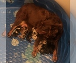 Small #110 Breeder Profile image