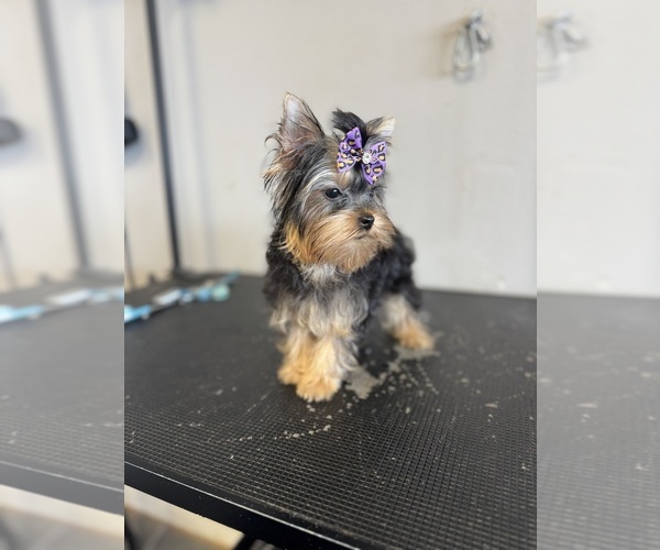 Medium Photo #11  Breeder Profile in DENHAM SPRINGS, LA, USA