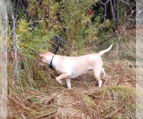 Medium Photo #1  Breeder Profile in RENTON, WA, USA