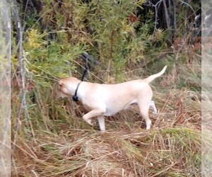 Main photo of Labrador Retriever Dog Breeder near RENTON, WA, USA