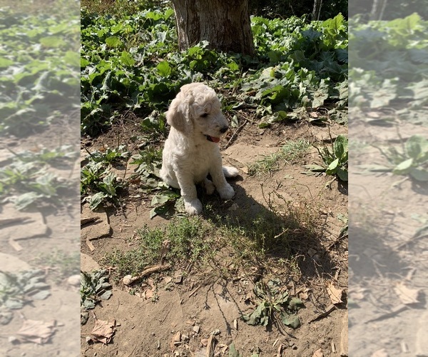 Medium Photo #40  Breeder Profile in LAKE GEORGE, NY, USA