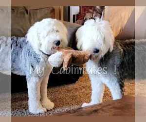 Old English Sheepdog Dog Breeder near BENTON, IL, USA