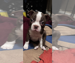 Small #3 Breeder Profile image