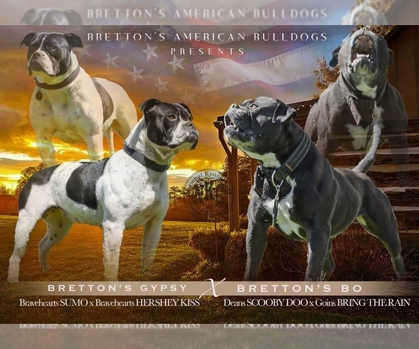 Medium Photo #2  Breeder Profile in COLUMBIA, KY, USA