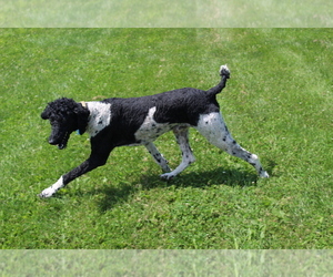 Newfoundland-Poodle (Standard) Mix Dog Breeder in EVART,  USA