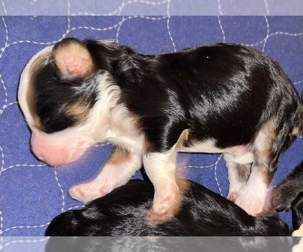 Medium Photo #1  Breeder Profile in LAKE CITY, FL, USA