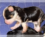 Small breeder photo