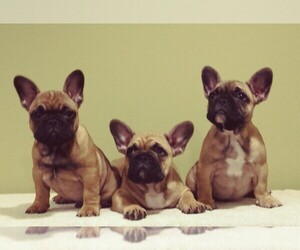 French Bulldog Dog Breeder near COLONIA, NJ, USA