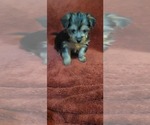 Small #296 Breeder Profile image