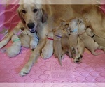 Small Photo #1  Breeder Profile in WEATHERFORD, TX, USA