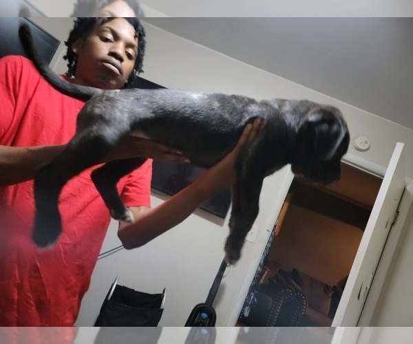 Medium Photo #1  Breeder Profile in FLUSHING, MI, USA