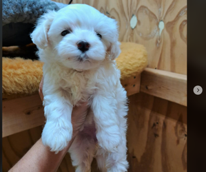 Maltese Dog Breeder near FORT MYERS, FL, USA