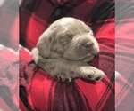Small #22 Breeder Profile image