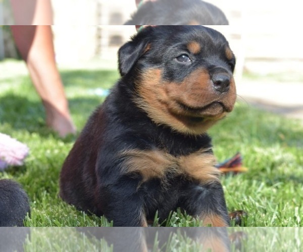 Medium Photo #33  Breeder Profile in OAK GLEN, CA, USA