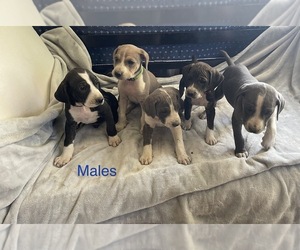 Mountain Cur Dog Breeder near BONNERS FERRY, ID, USA