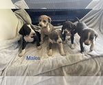 Small breeder photo