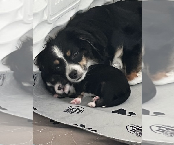 Medium Photo #1  Breeder Profile in IRWIN, PA, USA