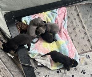 Medium Breeder Profile Photo
