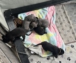 Small breeder photo