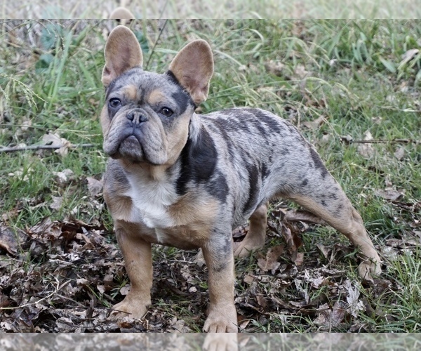 Medium Photo #1  Breeder Profile in KNOXVILLE, TN, USA