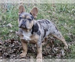 Small breeder photo