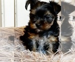 Small #16 Breeder Profile image