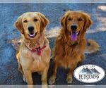 Small Photo #3  Breeder Profile in FRENCHTOWN, MT, USA