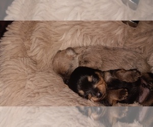 Crustie Dog Breeder near GRIFFIN, GA, USA