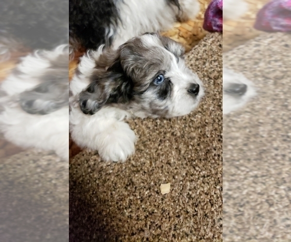Medium Photo #18  Breeder Profile in LEBANON, OR, USA