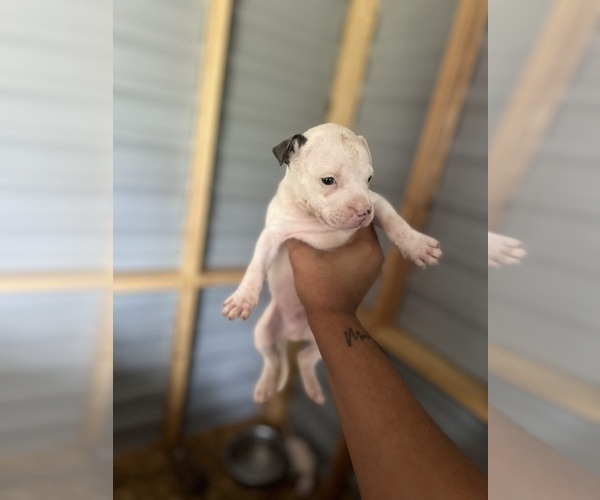 Medium Photo #6  Breeder Profile in AUGUSTA, GA, USA