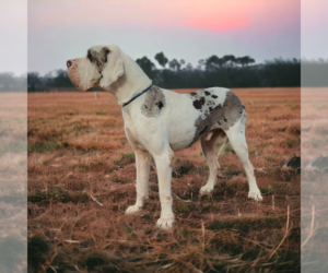 Great Dane Dog Breeder in GREENVILLE,  USA