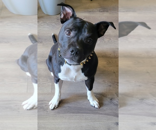 Medium Photo #2  Breeder Profile in HOUSTON, TX, USA