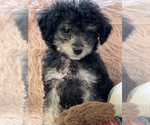 Small breeder photo