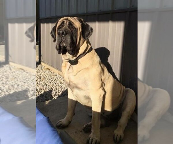 Medium Photo #1  Breeder Profile in MANSFIELD, OH, USA