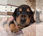 Small #12 Breeder Profile image