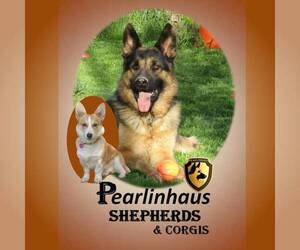 German Shepherd Dog Dog Breeder in GOLDENDALE,  USA