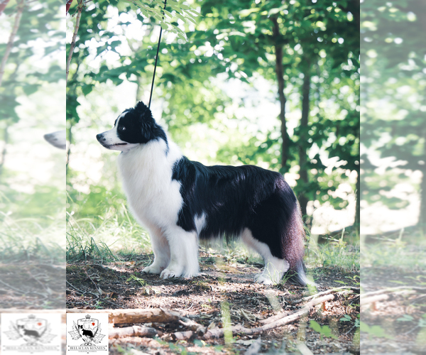 Medium Photo #3  Breeder Profile in BRYANTOWN, MD, USA