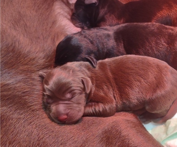 Medium Photo #1  Breeder Profile in SENECA FALLS, NY, USA